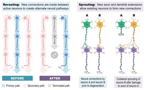 Neuroplasticity – EMOTIV