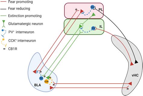 Fear extinction circuitry. Hypothetical model for the existence of ...