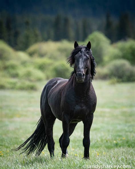 Canada Wild: A Look At Canada's Beautiful Wild Horses