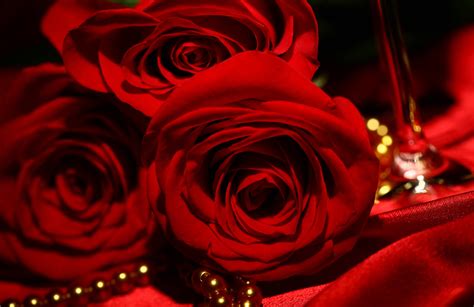 Red Roses Wallpapers - Wallpaper Cave