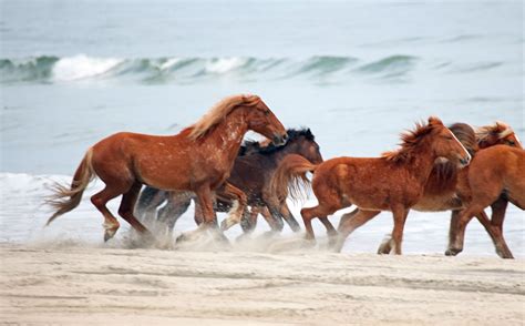 Running the Beach | Beautiful horses, Horses, Wild horses running