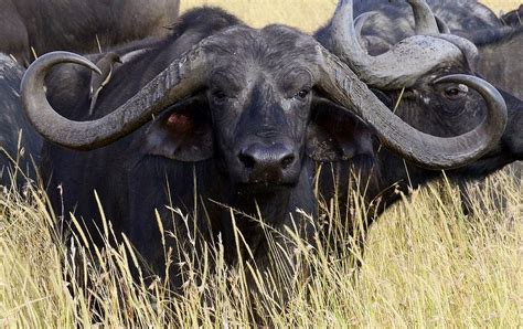 Elsen Karstad's 'Pic-A-Day Kenya': Trophy Cape Buffalo- Masai Mara, Kenya