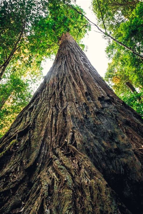 Hyperion Tree, the Tallest Tree in the World, Redwoods National and ...