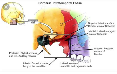 Temporal and infratemporal fossae contents muscles of mastication otic ...