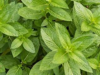 Gardening - Mint | Mint descended from a cutting from Grandm… | Flickr