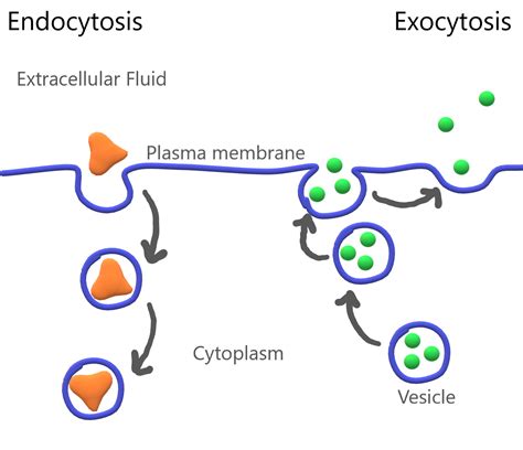 Describe Active Transport Using Protein Pumps Endocytosis and Exocytosis