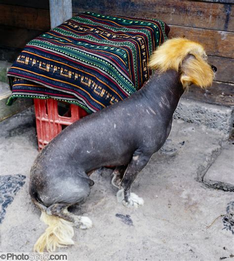 Peruvian Hairless Dog Breeders | atelier-yuwa.ciao.jp