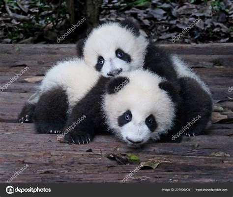 Baby Giant Pandas Playful Adorable Zoo Stock Photo by ©gary718 207006908