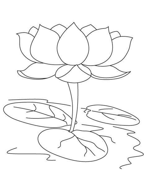 Sacred lotus coloring page | Download Free Sacred lotus coloring page for kids | Best Coloring Pages