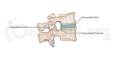 Bones of the vertebral column | Osmosis