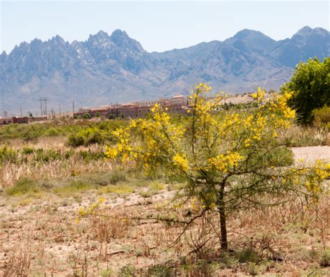 Everything You Should Know About the State Tree of Arizona- The Palo Verde - ELS Maintenance ...