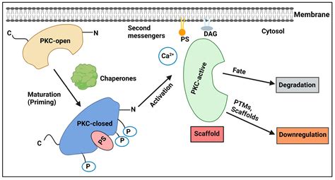 IJMS | Free Full-Text | An Update on Protein Kinases as Therapeutic ...