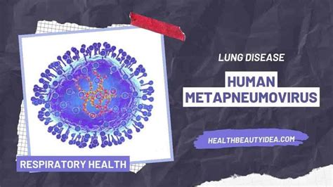 Unmasking Human Metapneumovirus: Protect Your Respiratory Health