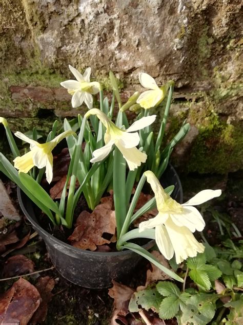 Narcissus Snow Baby - Shipton Bulbs