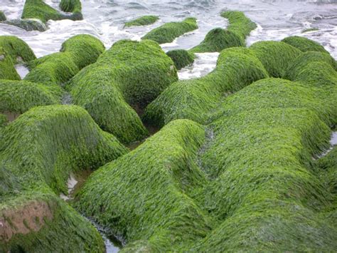 Top 113 + How to remove green hair algae - polarrunningexpeditions