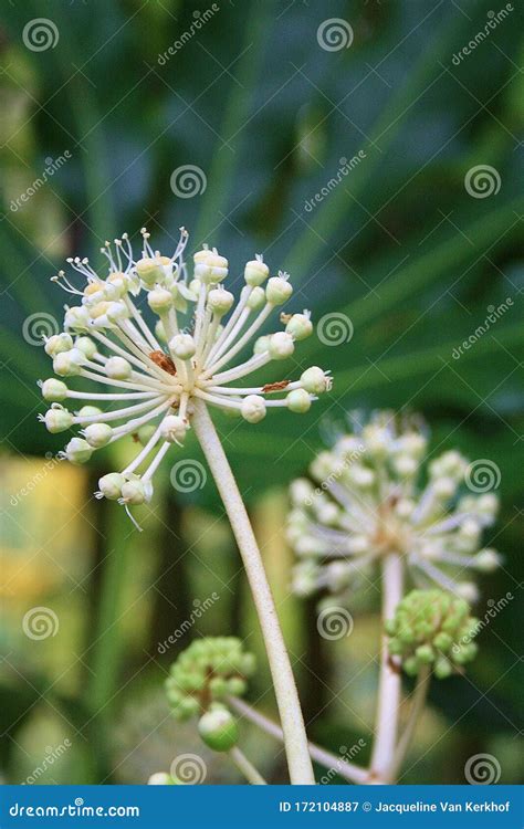 Close Japanese Aralia Flowers Stock Image - Image of background, aralia ...