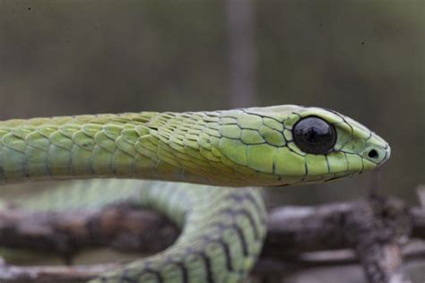 Boomslang - Alchetron, The Free Social Encyclopedia