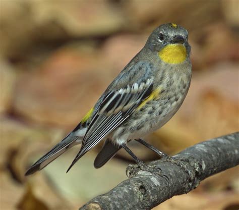 Yellow-rumped Warbler | San Diego Bird Spot