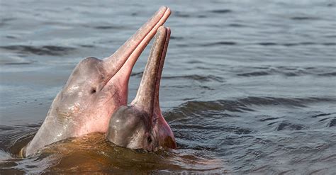 Amazonas-Flussdelfine im WWF-Artenlexikon: Zahlen & Fakten | WWF