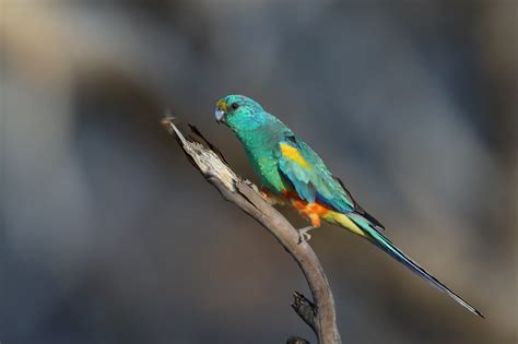 Mulga Parrot - Aviculture Hub