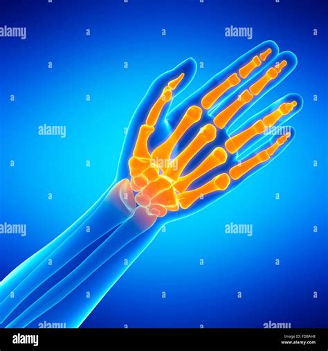 Human hand bones, illustration Stock Photo - Alamy