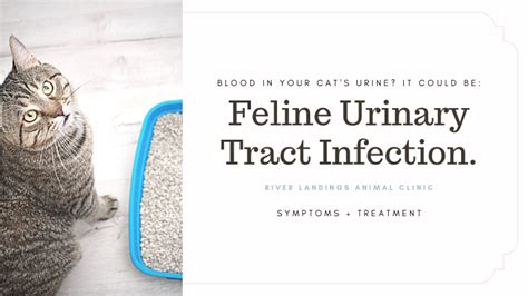 Feline Urinary Tract Infections: Symptoms and Treatment — River ...