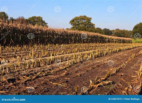 Harvesting wheat stock image. Image of field, landscape - 24357075