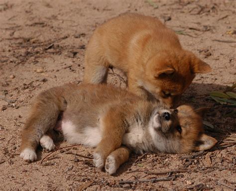 Dingo pups | Photo: Andrew Claridge Read more about dingoes … | Flickr