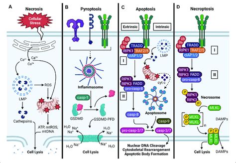 | Major cell death pathways induced by particles. (A) Overview of ...