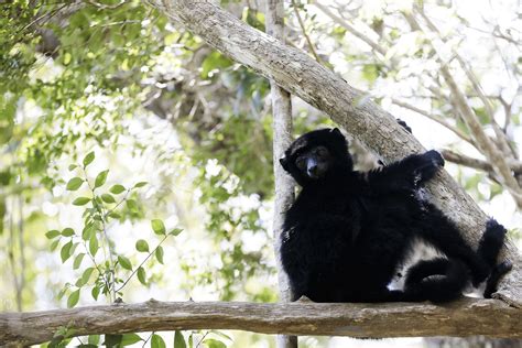 Wildlife and Adventure Experience in the Northern Part of Madagascar in 12 Days - Birding by Locals