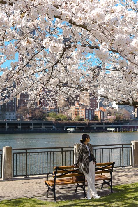 Cherry Blossoms on Roosevelt Island | Japan travel photography, Japan photography, Cherry ...