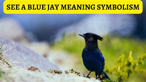 What Does It Mean When You See A Blue Jay - Symbolism And Signs