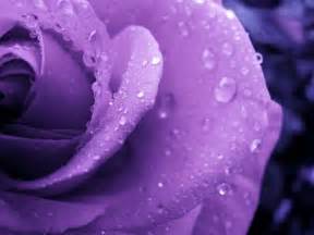 Magnificent Purple Roses - Roses Wallpaper (34611051) - Fanpop