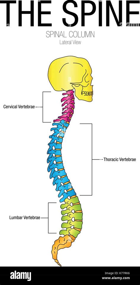 Chart of THE SPINE Lateral view with parts name - Vector image Stock ...