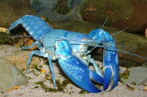 Yabby, Yabbies (Cherax destructor) Habiat In Aquatic ~ planetanimalzone