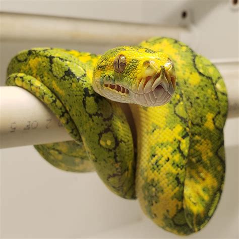 Green Tree Python Care Guide – The Critter Depot