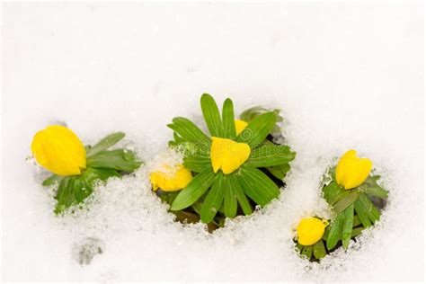 Yellow Winter Aconite Flowers in the Snow Stock Photo - Image of blossom, flowers: 111875920