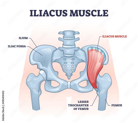 Iliacus muscle with hip or groin muscular and skeletal anatomy outline ...