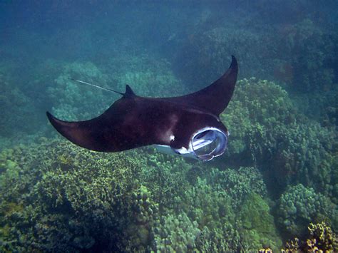 Scientists Discover First Nursery For Juvenile Manta Rays - DeeperBlue.com