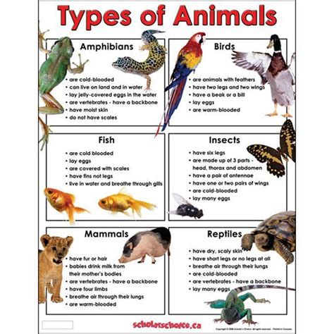 Animal Kingdom - Goal 4 General Characteristics Eukaryotic ...