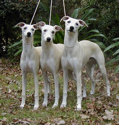 Whippet Puppies For Sale - AKC PuppyFinder