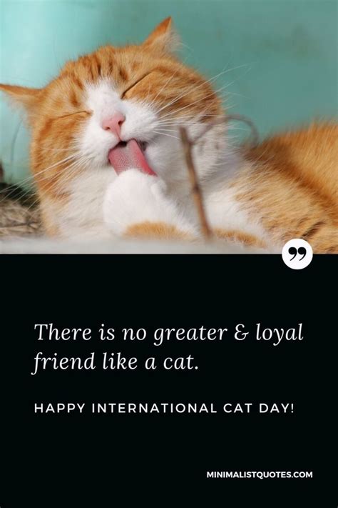 Time spent with a cat is never wasted. Happy International Cat Day!