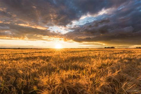 Landscape photography of Wheat field under gray Columbus clouds during ...