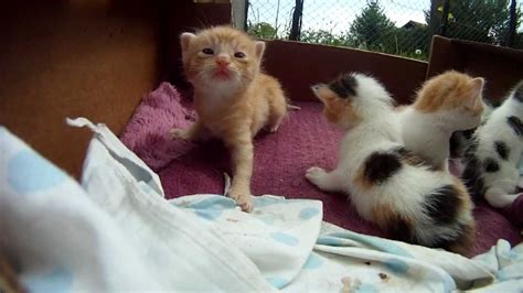 Baby Kittens - 3 weeks old - YouTube