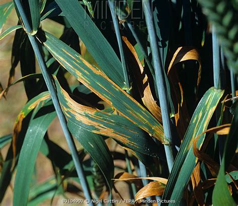 Septoria Leaf Blotch stock photo - Minden Pictures