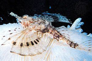 Dragonfish | fish | Britannica.com