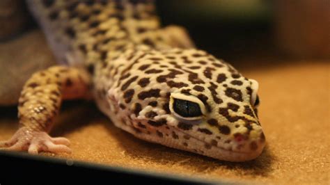 International Slides: How to Take Care of a Leopard Gecko That Won't Eat