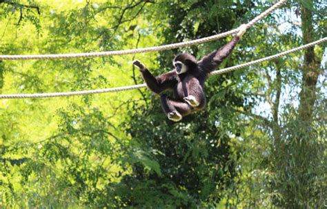 Five Fun Facts About Gibbons – The Leakey Foundation