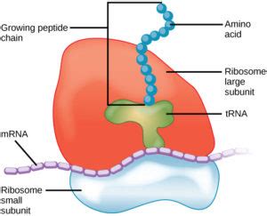 Ribosomes, Mitochondria, and Peroxisomes | Biology for Majors I