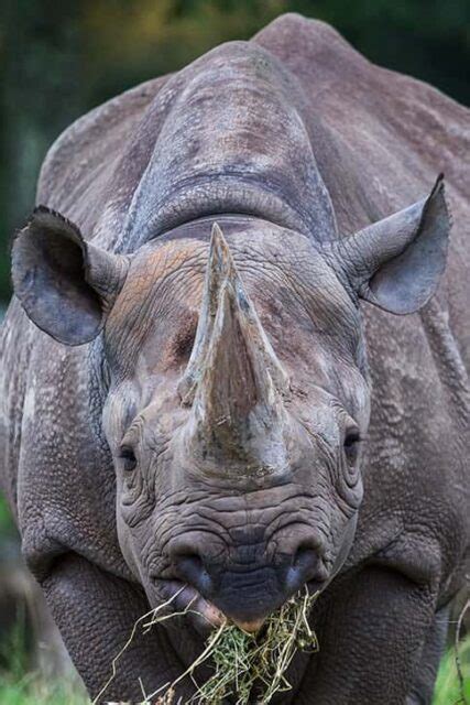 Black Rhino Facts for Kids - The Facts Vault